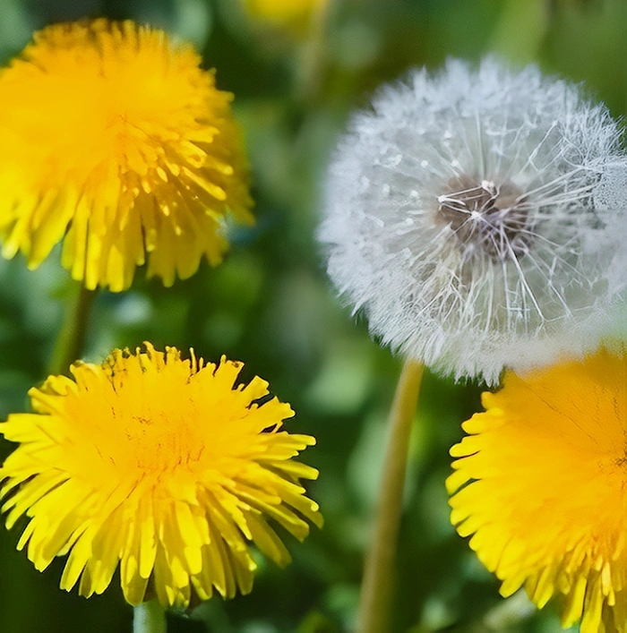 Одуванчики
